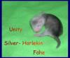 feche süsse Frettchenwelpen ;-)