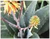 www.Naturkosmetik-und-Wellness.de