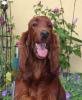 Wir erwarten Anfang Juni 2015 wunderschöne Irish Setter Welpen mit Papieren aus 