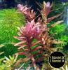 indische Rotala,  Bündel,  Aquariumpflanzen (Versand/  Abholung)