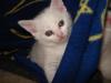 schnee-weisse 7Wochen alte Hauskatze abzugeben