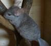 Nürnberg: 2 Chinchilla Böckchen in Beige. 6 Monate