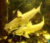 2xHexanematichthys (Arius ) seemanii, Kreuzwelse