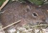 hellbraune Wieselmeerschweinchen
