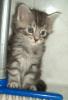 MAINE COON BABY`S!!!