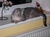 zwei katzen - bkh black silver