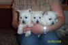 Westiewelpen