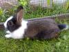 Hasen, Kaninchen