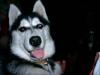 Sibirien Husky weibchen 7 Mon. mit papiere Stubenrein 400€ VB
