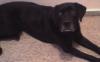 Labrador-Mix Hündin, 