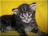Maine Coon Babys!!!
