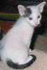 LaPerm Kitten (Naehe AC/ Selfkant)