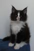 Maine Coon Mädchen