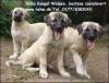 Sivas Kangal welpen - Hirtenhund/ Herdenschutzhund