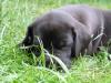 Deutsche Dogge-Welpen