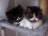 3 Perserkätzchen/ kater, bicolor, schildpatt