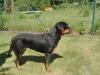 Rottweilerhündin