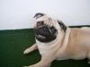 mops dame zum decken gesucht