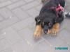 Kleiner Rottweilerwelpe