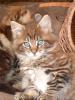 MAIME COON-KATZENKINDER