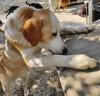 Samu sucht ein passendes Zuhause