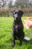 Labrador