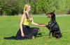 Online Hundetrainer schon über 10,  000 glückliche Halter und Hunde