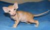 kätzchen SPHYNX-Peterbalds