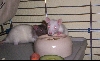 Suche 1-2 junge Rattenmädels