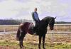 suche Reitbeteildigung