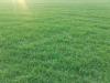 Agrar Grossbetriebe und Holdings in der Ukraine