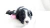 Bearded Collie Welpen