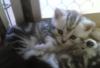 **WHISKAS-BABIES BKH SILBERTABBY**