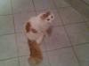 Türkisch Van Kater bildschön 1, 5 Jahre alt