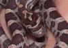 Kornnattern (Pantherophis guttatus)