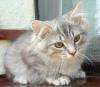 Sibirische Katzenkinder