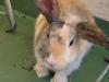 kaninchen suchen neues zu hause