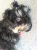yorkshire-terrier-mix