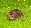 Traumkater sucht endlich seine Couch