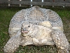 Landschildkröte Sulcata