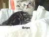 BKH Whiskaskatzenkinder,  Silbertabby