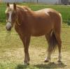 Bildschöner Palomino Wallach mit blauen Augen “Hatali“