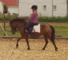 Besonders hübsche Ponystute mit Charakter “Rosi“