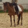 Sehr hübsche Ponystute super lieb und brav „Motte“