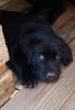 WURFPLANUNG Sommer 2023 Labrador Retriever Welpen vom Sauboden FCI