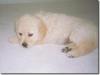 Golden Retriever  Welpe zu verkaufen