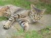 getigerter Kater zugelaufen