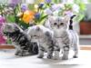 BKH silber tabby classic mit Papieren
