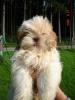 Shi-Tzu Welpen