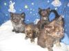 4 Norwegische Waldkatzenbabys suchen Fachpersonal